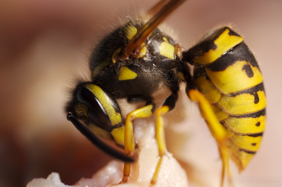 A macro of a hornet eating meat.
