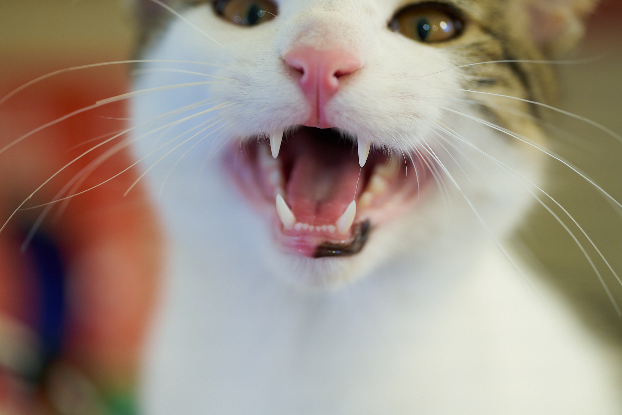 A cat with mouth open showing its teeth