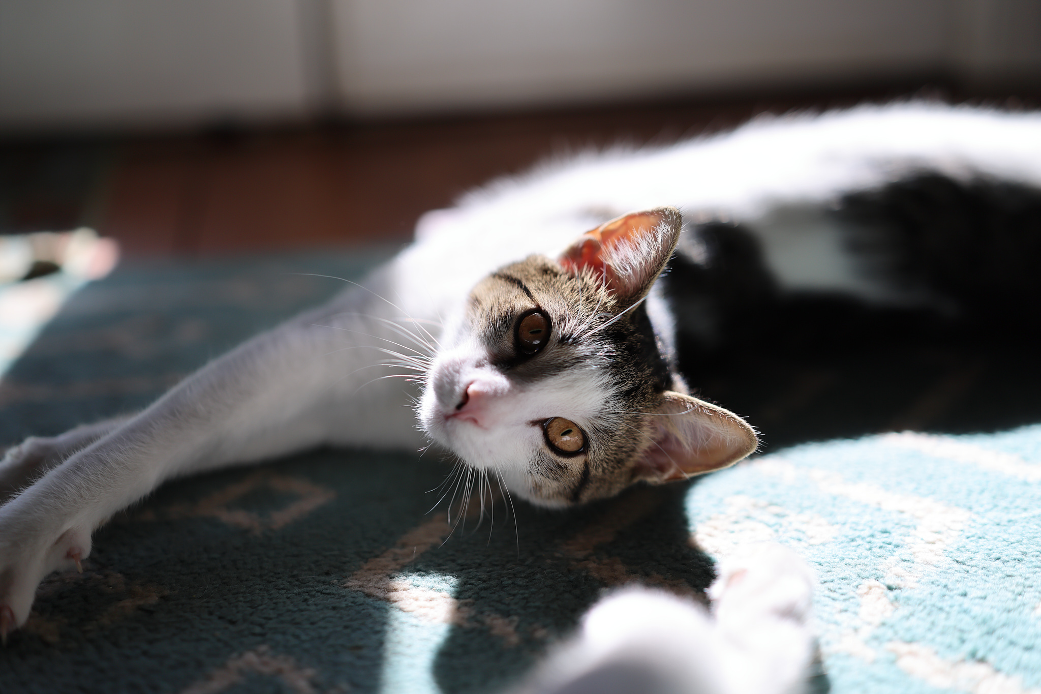 A cat looks at the camera, with sharply detailed eyes