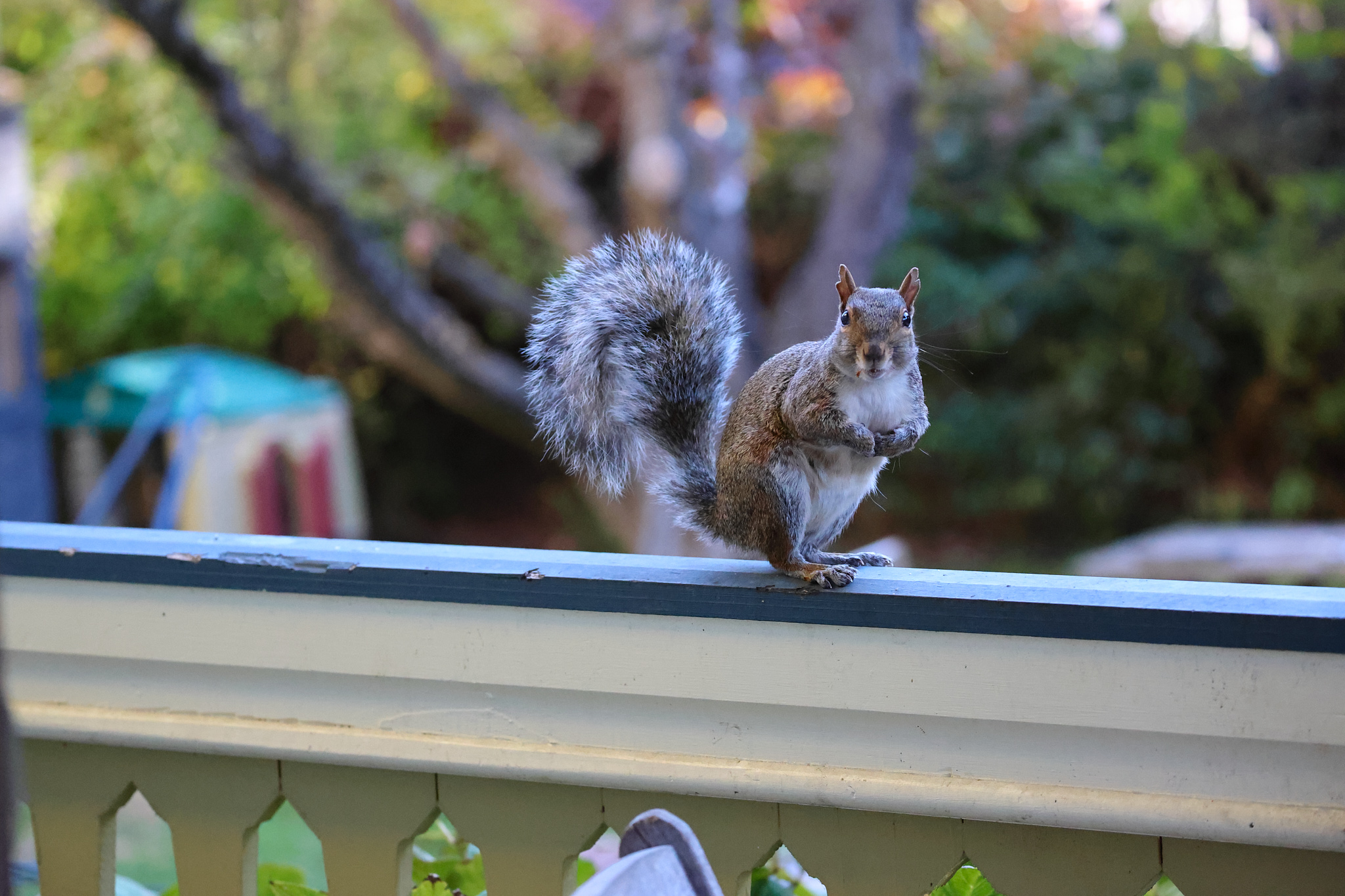 A squirrel stands on a railing with its paws tucked in.