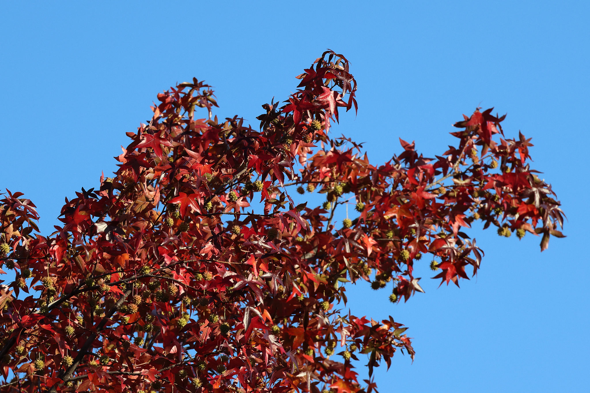 A tree's red fall leaves, seadpods hang from it.
