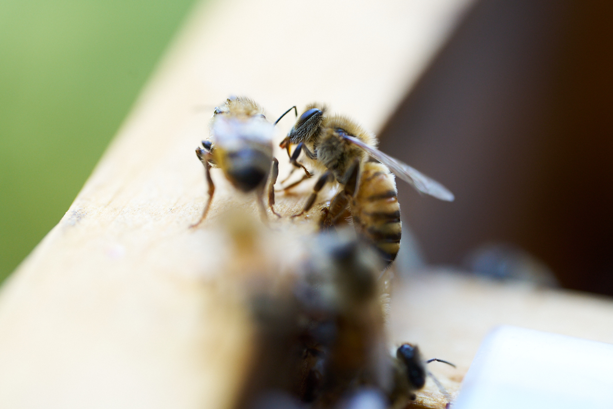 A honeybee in its apiary