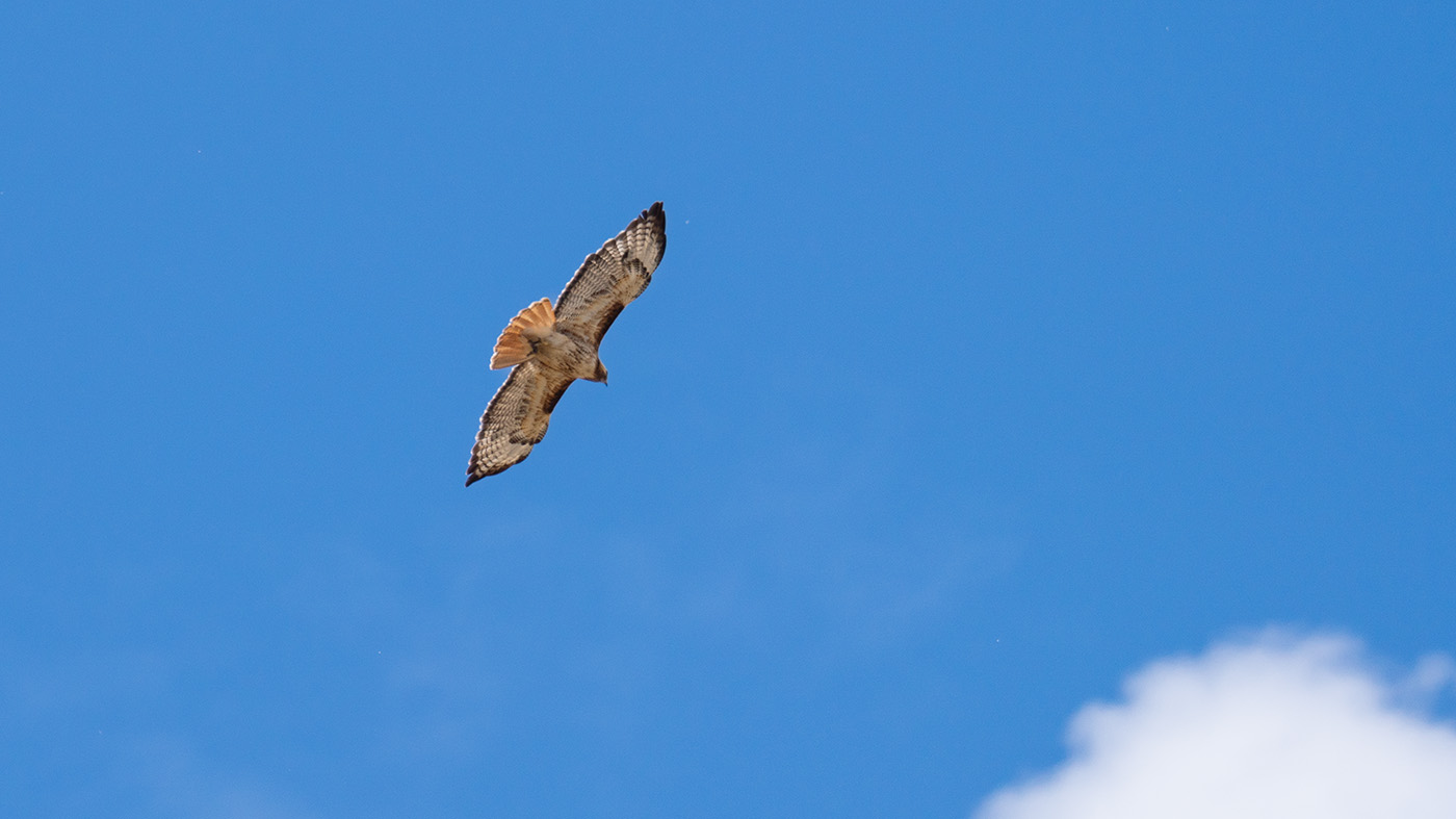 A closeup of a hawk against a blue sky