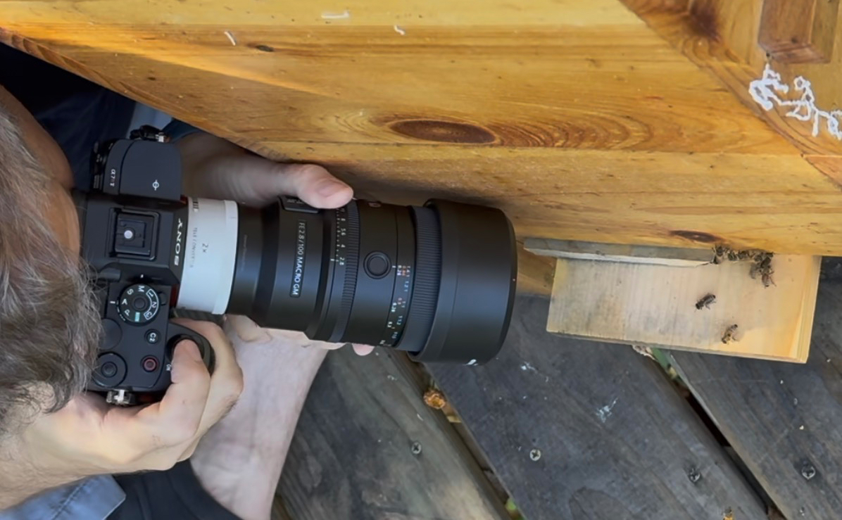 A photographer taking close up photos of bees