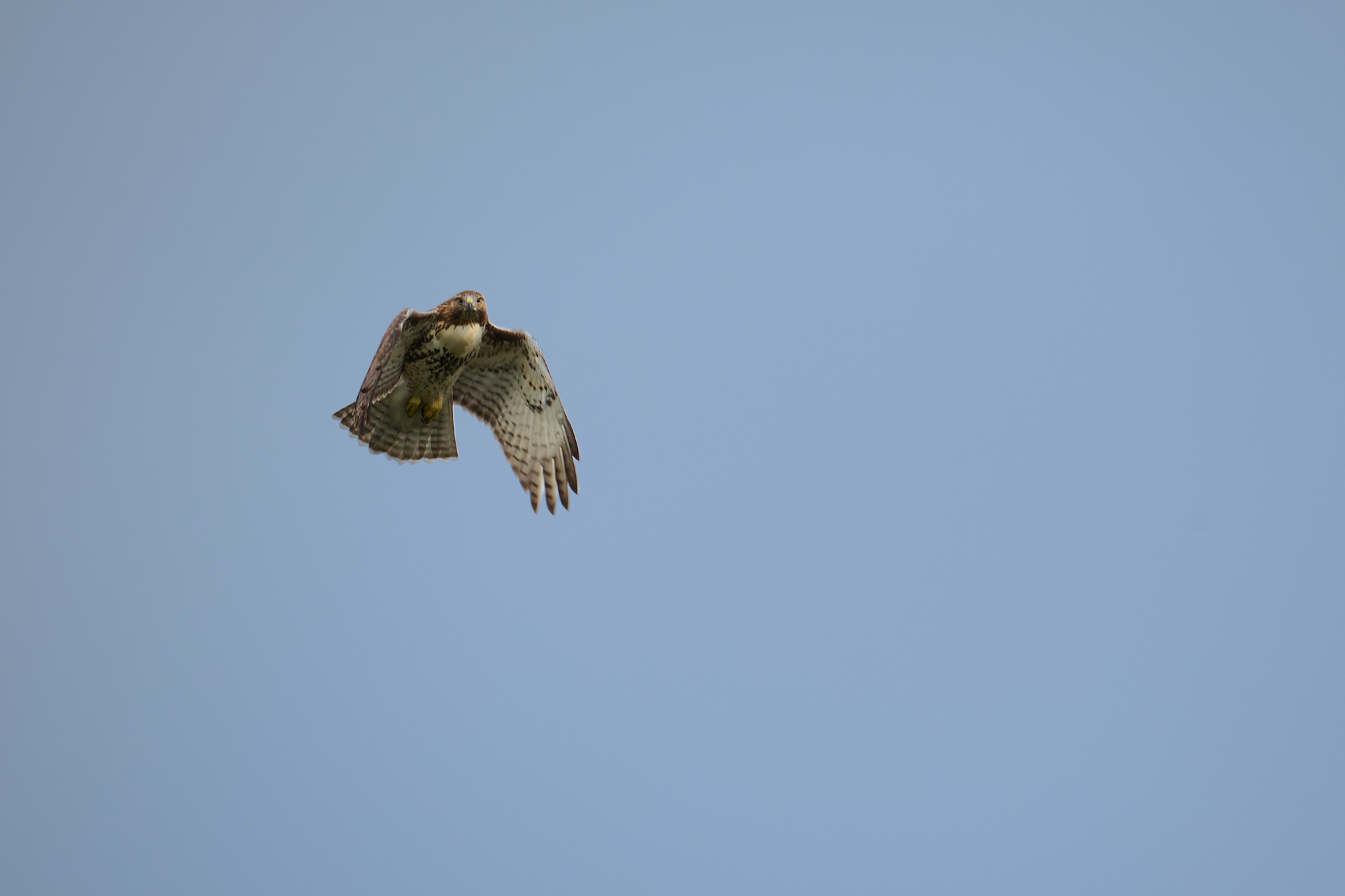 A hawk circling overhead against a clear sky.