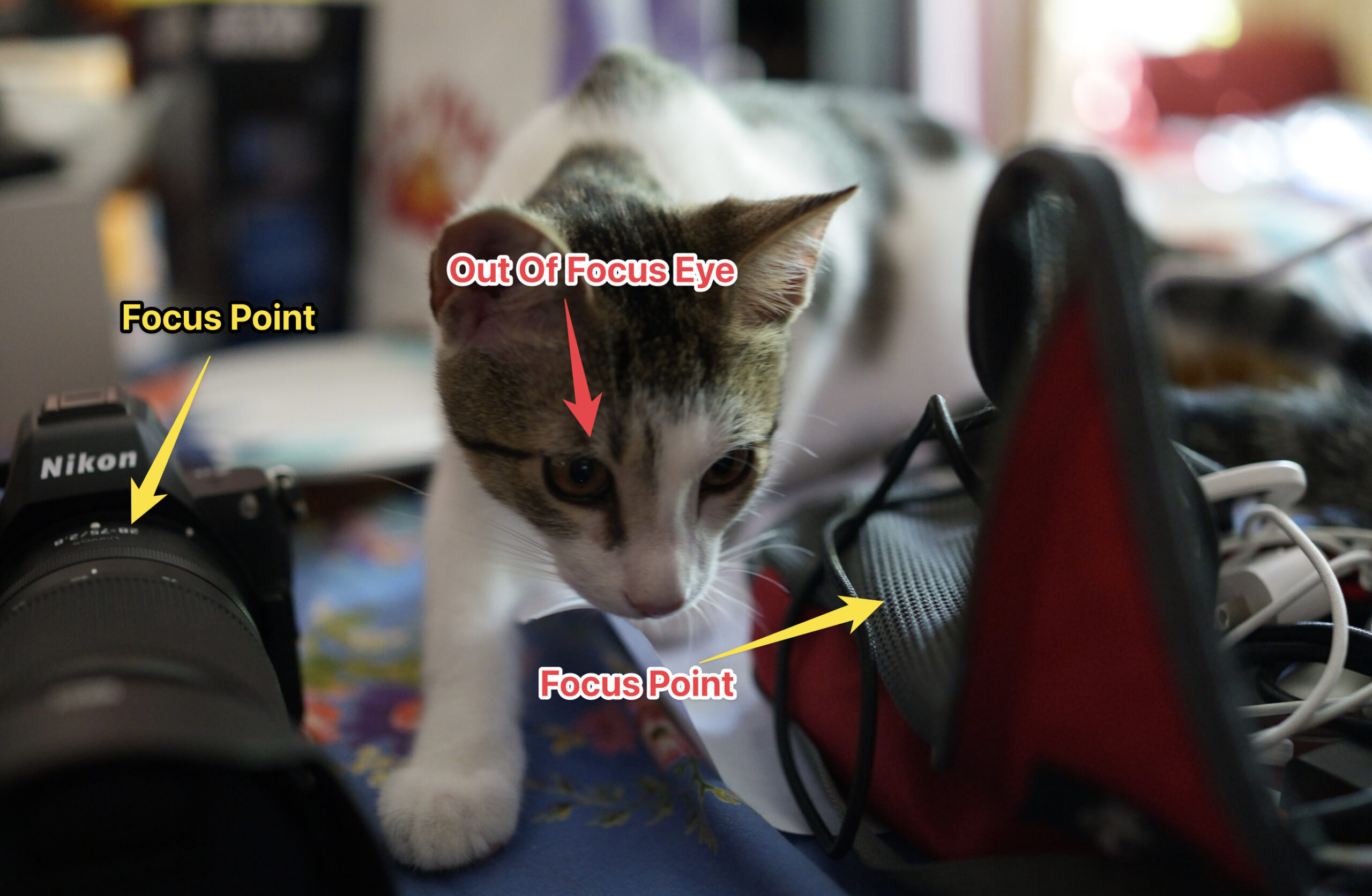 An iamge of a cat and some camea gear showing the missed focus points