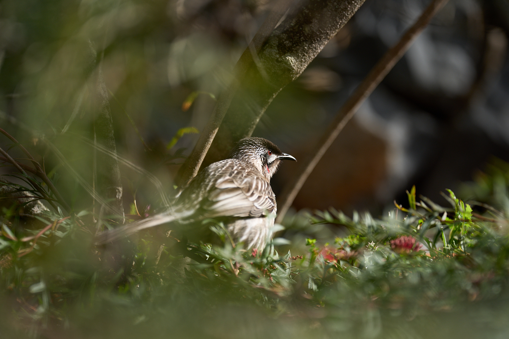 A bird sitting in the grass