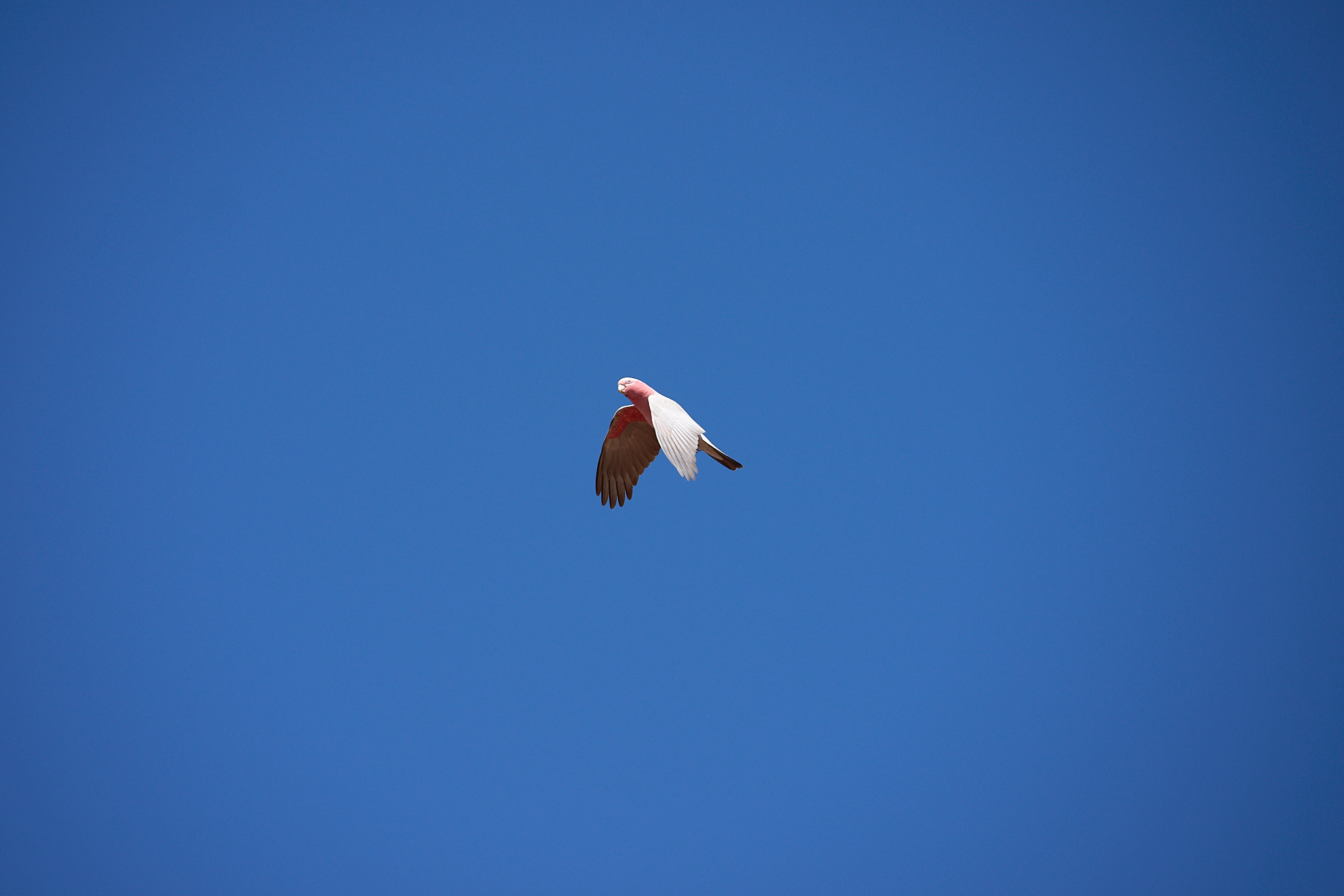 A pink parrot in Australia against a black sky