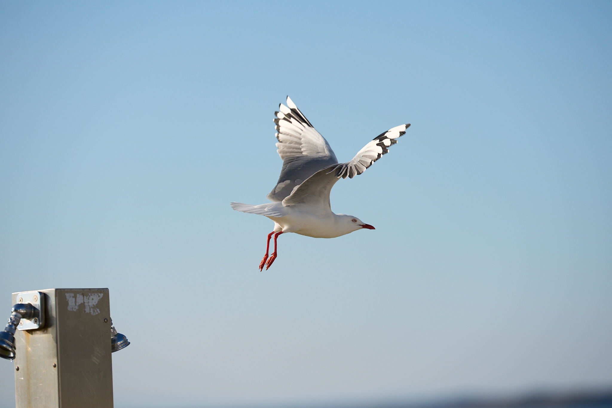 A seagull in flight