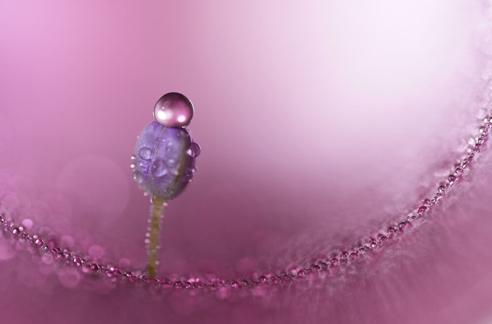 Sample Images with the Sony FE 100mm F/2.8 GM.