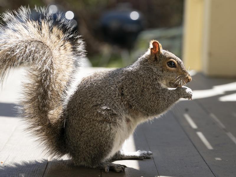Photo of a squirrel eating nuts taken with the Sony FE 50-150mm f/2 GM