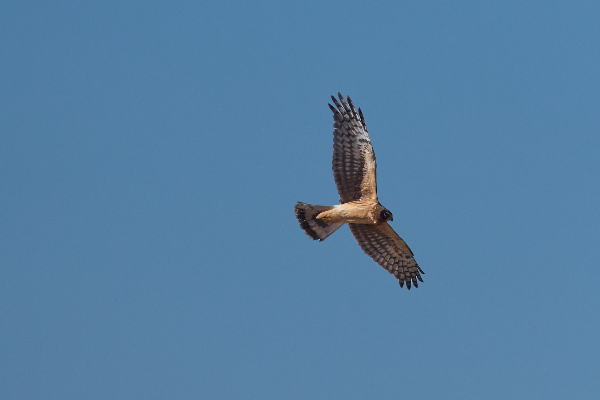 A Northern Harrier against a blue sky with its wings spread.
