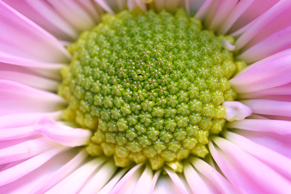 Fujinon XF 80mm f/2.8 R LM OIS WR Review: Field Test -- Gallery Image