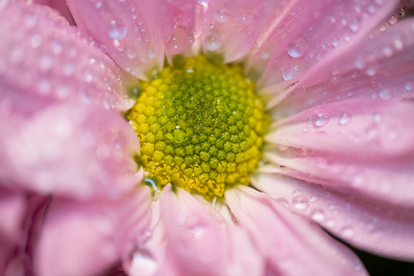 Fujinon XF 80mm f/2.8 R LM OIS WR Review: Field Test -- Gallery Image