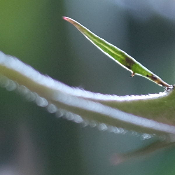 Fujinon XF 80mm f/2.8 R LM OIS WR Review: Field Test -- Gallery Image