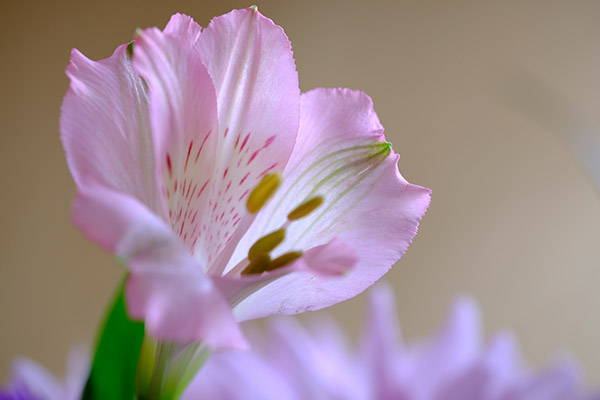 Fujinon XF 80mm f/2.8 R LM OIS WR Review: Field Test -- Gallery Image