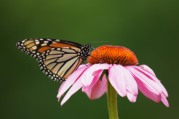 Sigma 150-600mm f/5-6.3 DG DN OS Sports Review: Field Test -- Gallery Image