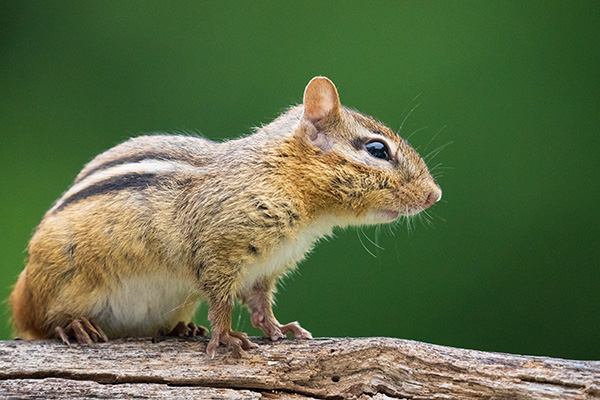 Sigma 150-600mm f/5-6.3 DG DN OS Sports Review: Field Test -- Gallery Image