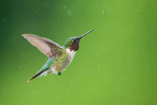 Sigma 150-600mm f/5-6.3 DG DN OS Sports Review: Field Test -- Gallery Image