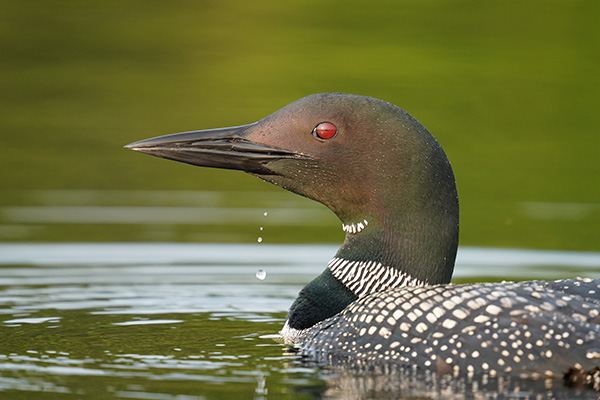 Sigma 150-600mm f/5-6.3 DG DN OS Sports Review: Field Test -- Gallery Image