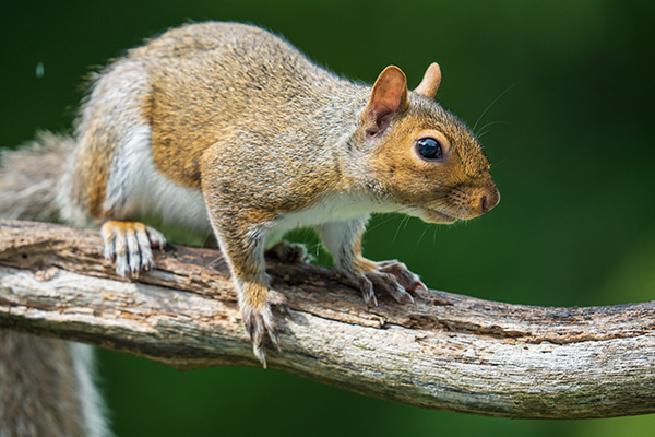 Sigma 150-600mm f/5-6.3 DG DN OS Sports Review: Field Test -- Gallery Image