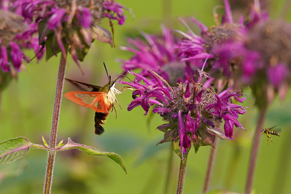 Sigma 150-600mm f/5-6.3 DG DN OS Sports Review: Field Test -- Gallery Image