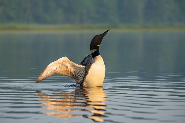 Sigma 150-600mm f/5-6.3 DG DN OS Sports Review: Field Test -- Gallery Image