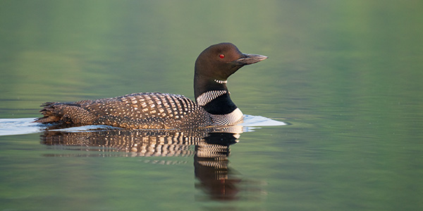 Sigma 150-600mm f/5-6.3 DG DN OS Sports Review: Field Test -- Gallery Image